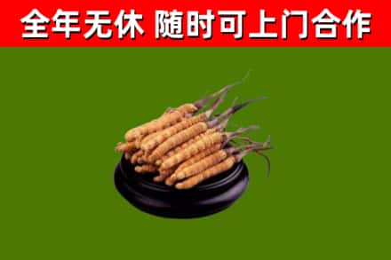平和县回收冬虫夏草