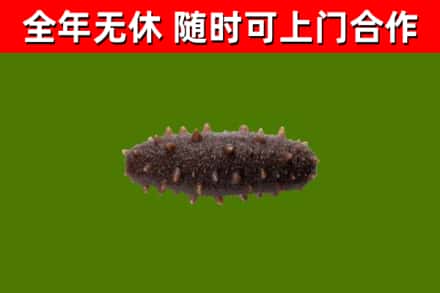 平和县回收海参干